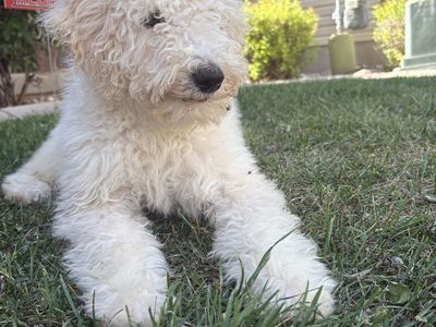 F1b Peach Sheepadoodle