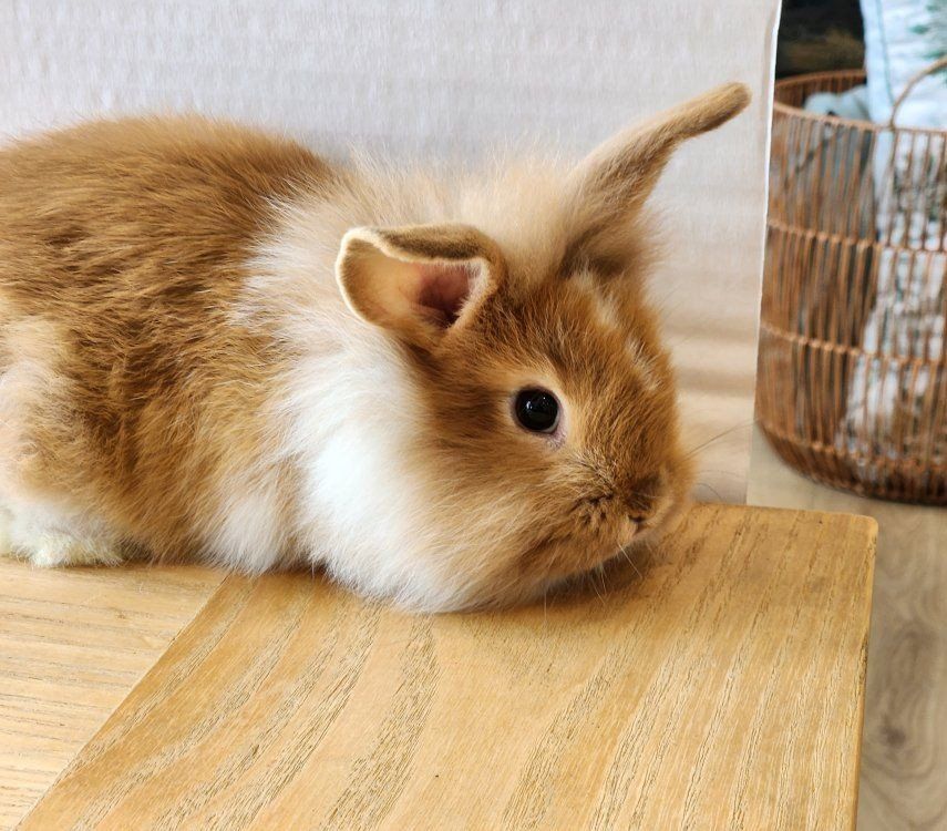 Fluffy and Curly cutest bunnies