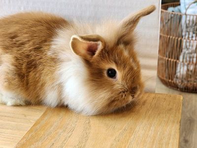 Fluffy and Curly cutest bunnies