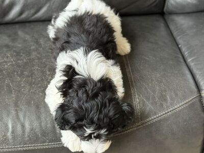 Rare Havanese X Goldendoodle Puppies!!!️️️