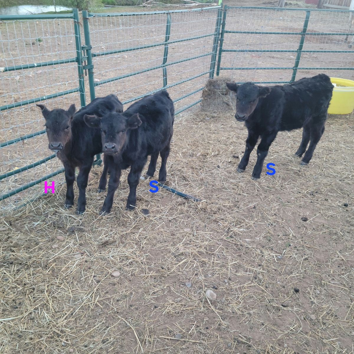 Black Angus bottle babies