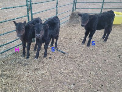 Black Angus bottle babies