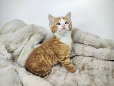 kittens