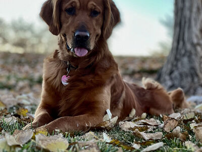 AKC OFA DNA DARK RED GOLDEN RETRIEVER FOR STUD