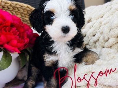 Rare Blue Eyed Micro/Mini Bernedoodle