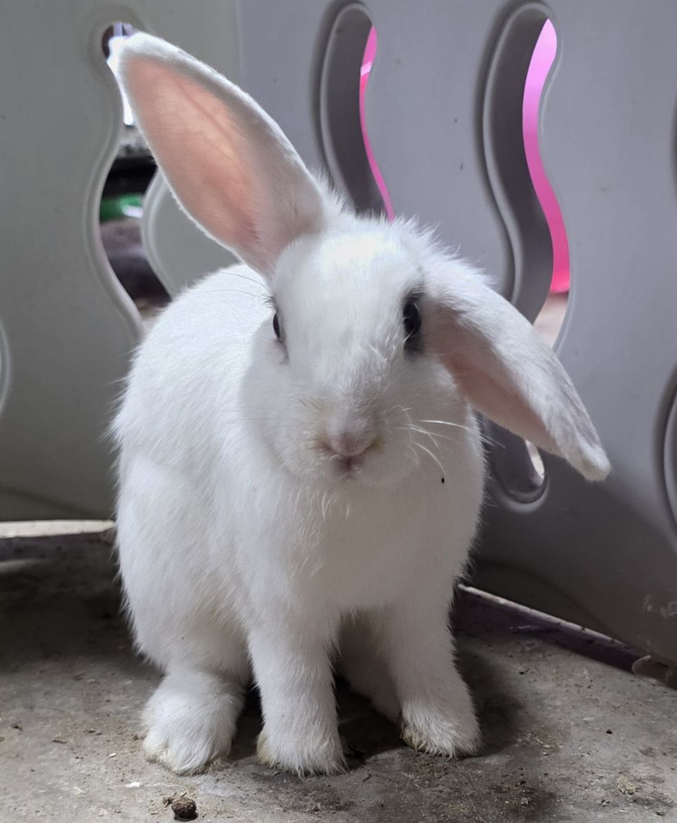 Holland lop mini rex 