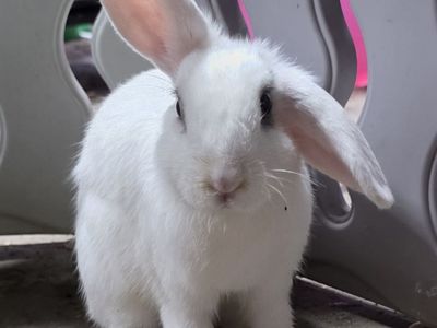 Holland lop mini rex