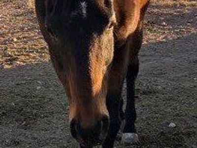 10 or 11 year old papered thoroughbred