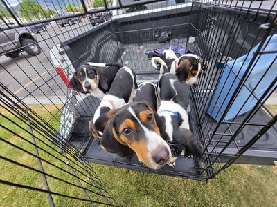 Adorable Treeing Walker Coonhound Puppies - Ready for Their Forever Homes
