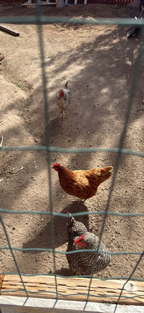 3 Healthy Backyard Chickens Ready for New Home