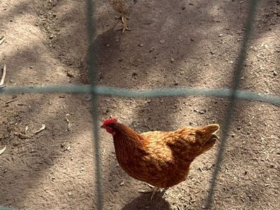 3 Healthy Backyard Chickens Ready for New Home
