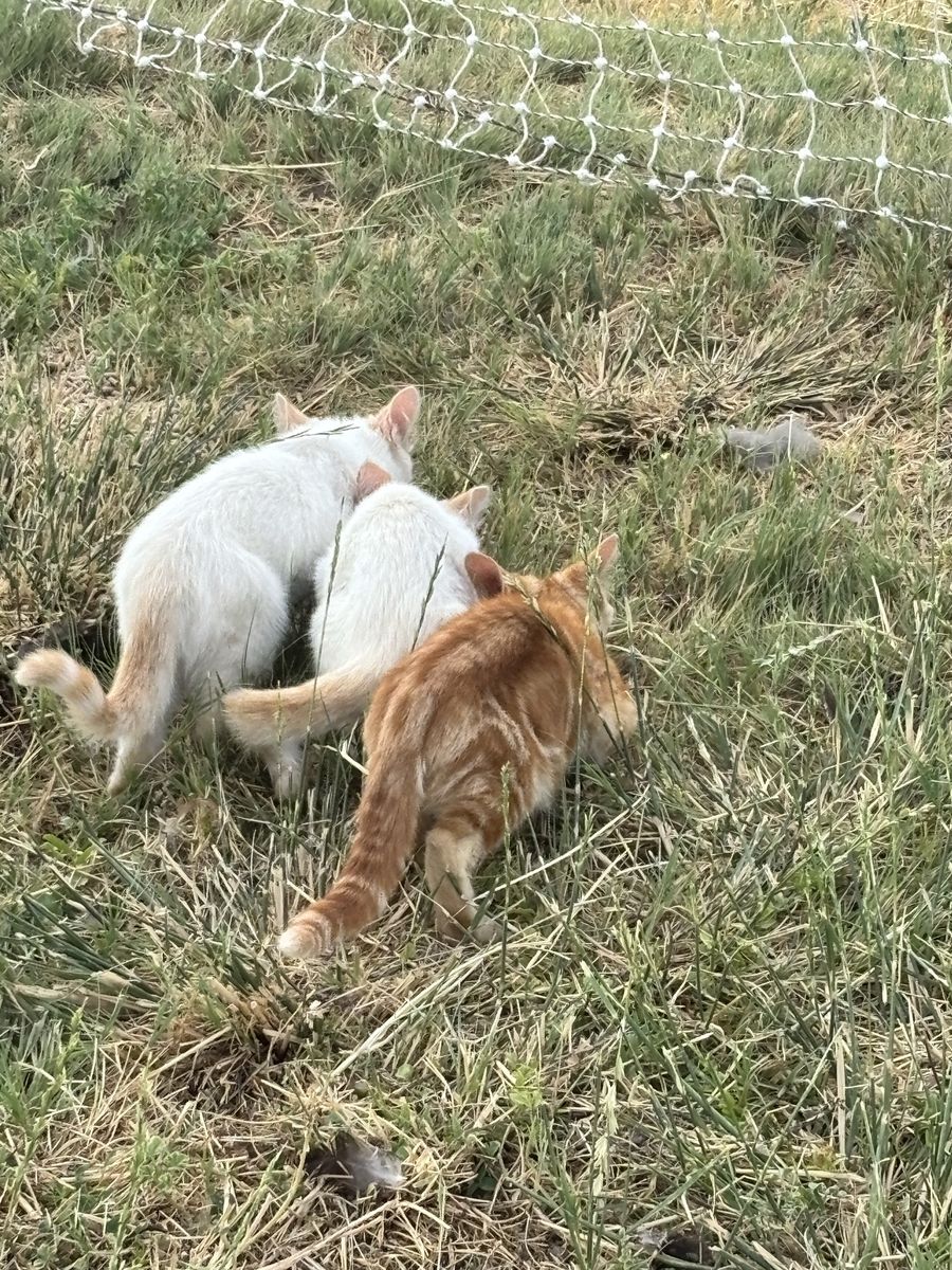 Farm animals