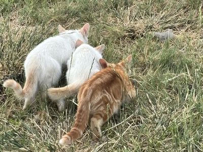 Farm animals