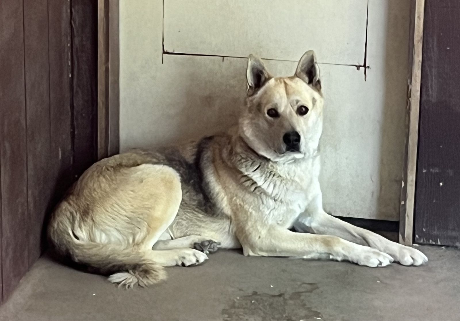 High energy male husky mix
