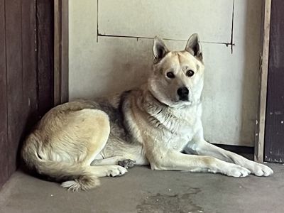 High energy male husky mix