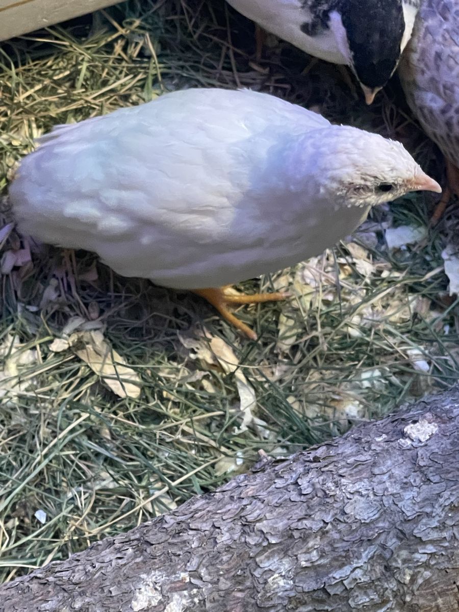 White female button quail
