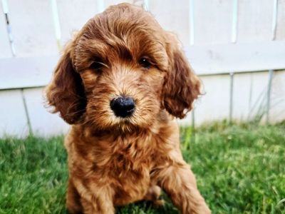Mini Goldendoodle Puppies