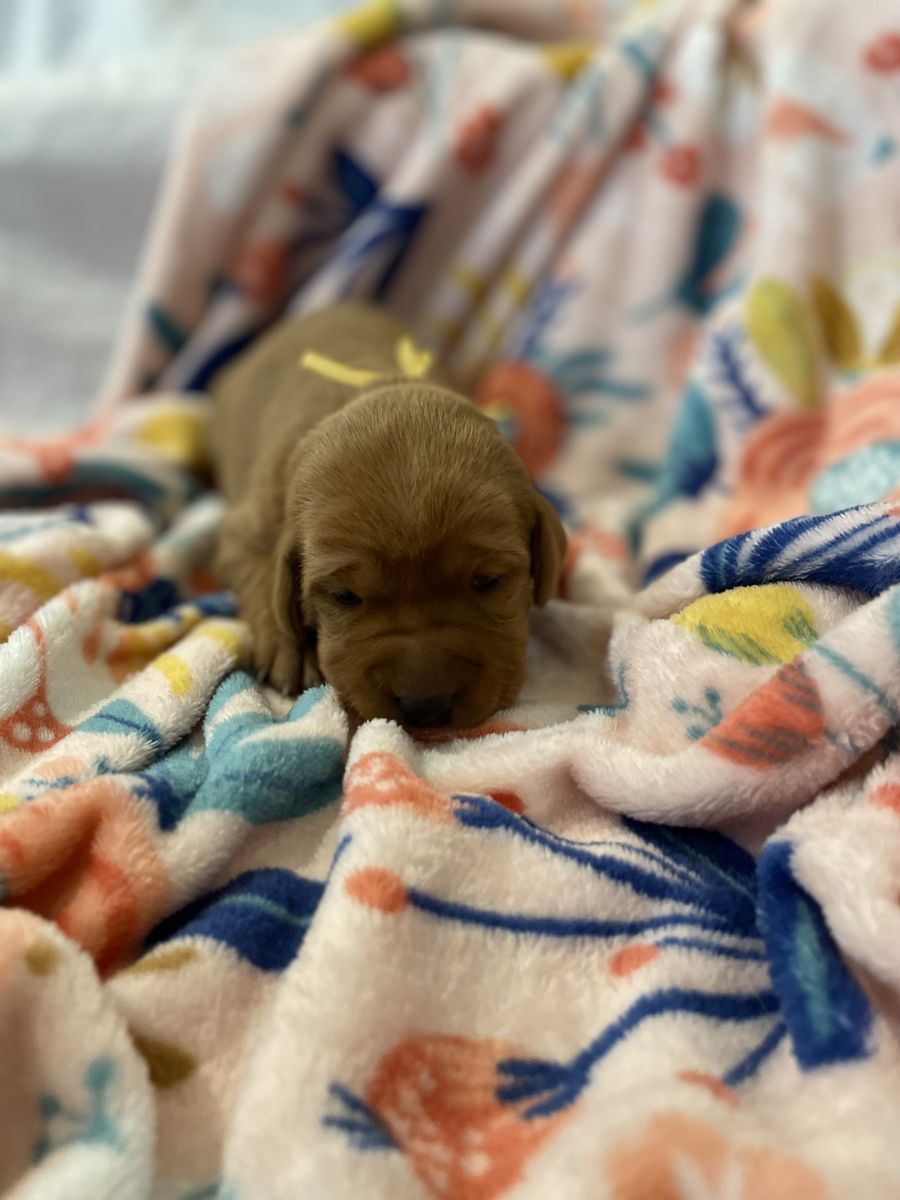 AKC Registered Red Fox Labrador Retrievers