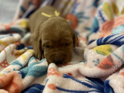 AKC Registered Red Fox Labrador Retrievers