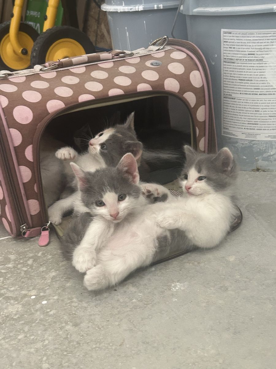 Kittens