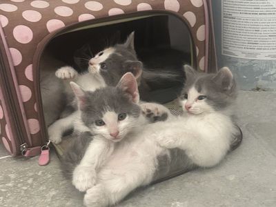 Kittens
