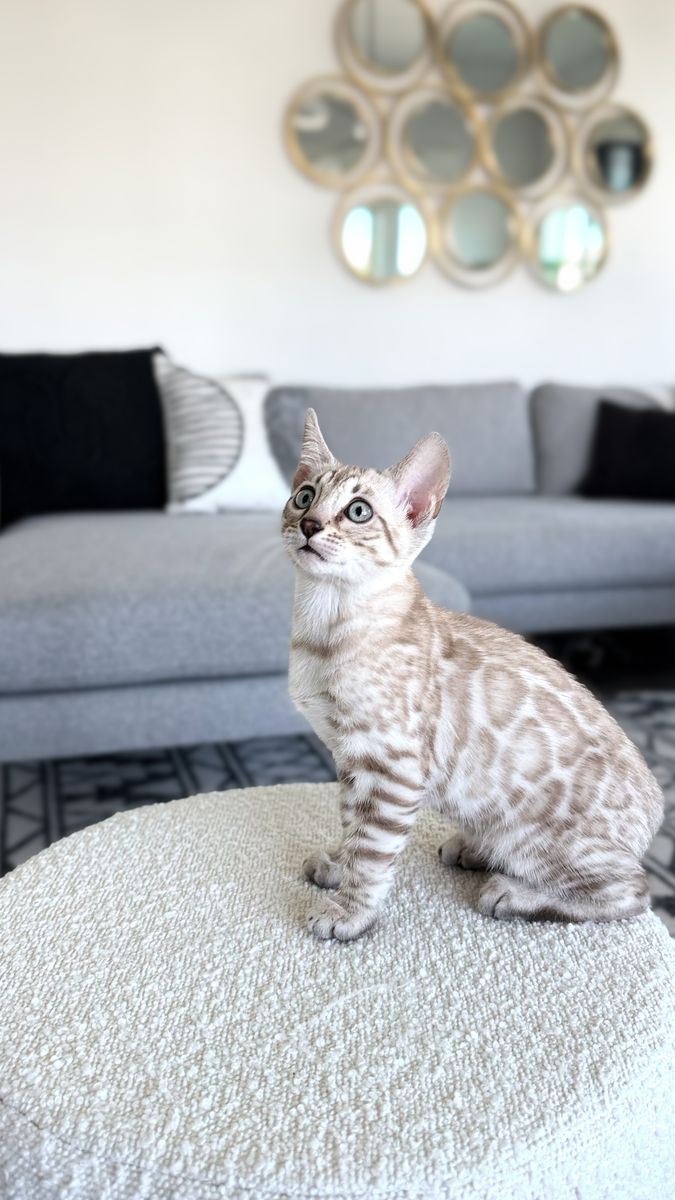 TICA Registered Snow Sepia Bengal Male Kitten – Brighton