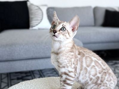 TICA Registered Snow Sepia Bengal Male Kitten – Brighton