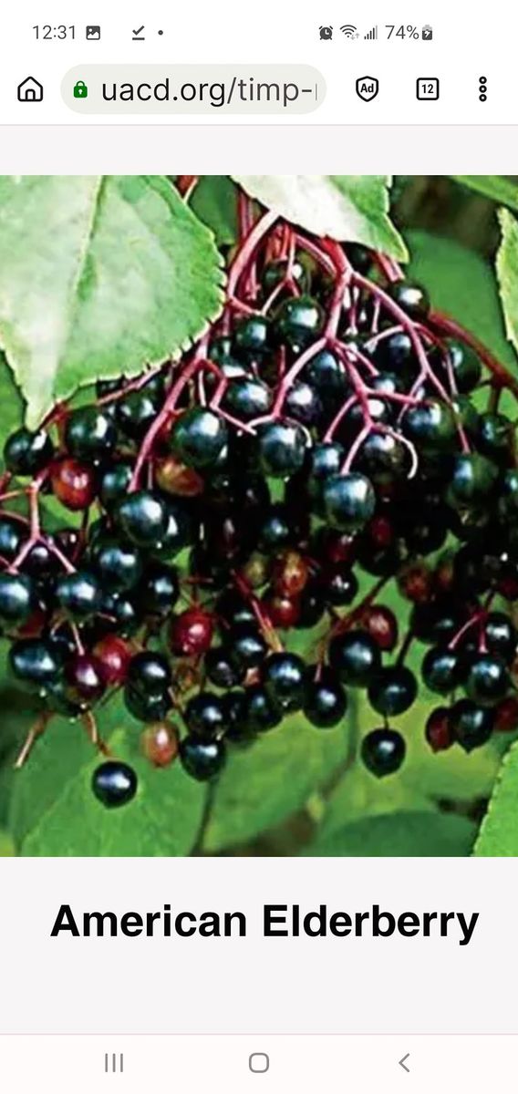 Last week to harvest and make juices compote white peach gojis grapes