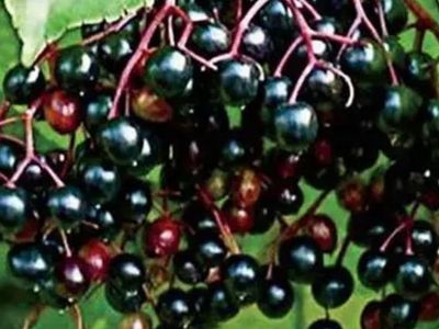 Last week to harvest and make juices compote white peach gojis grapes