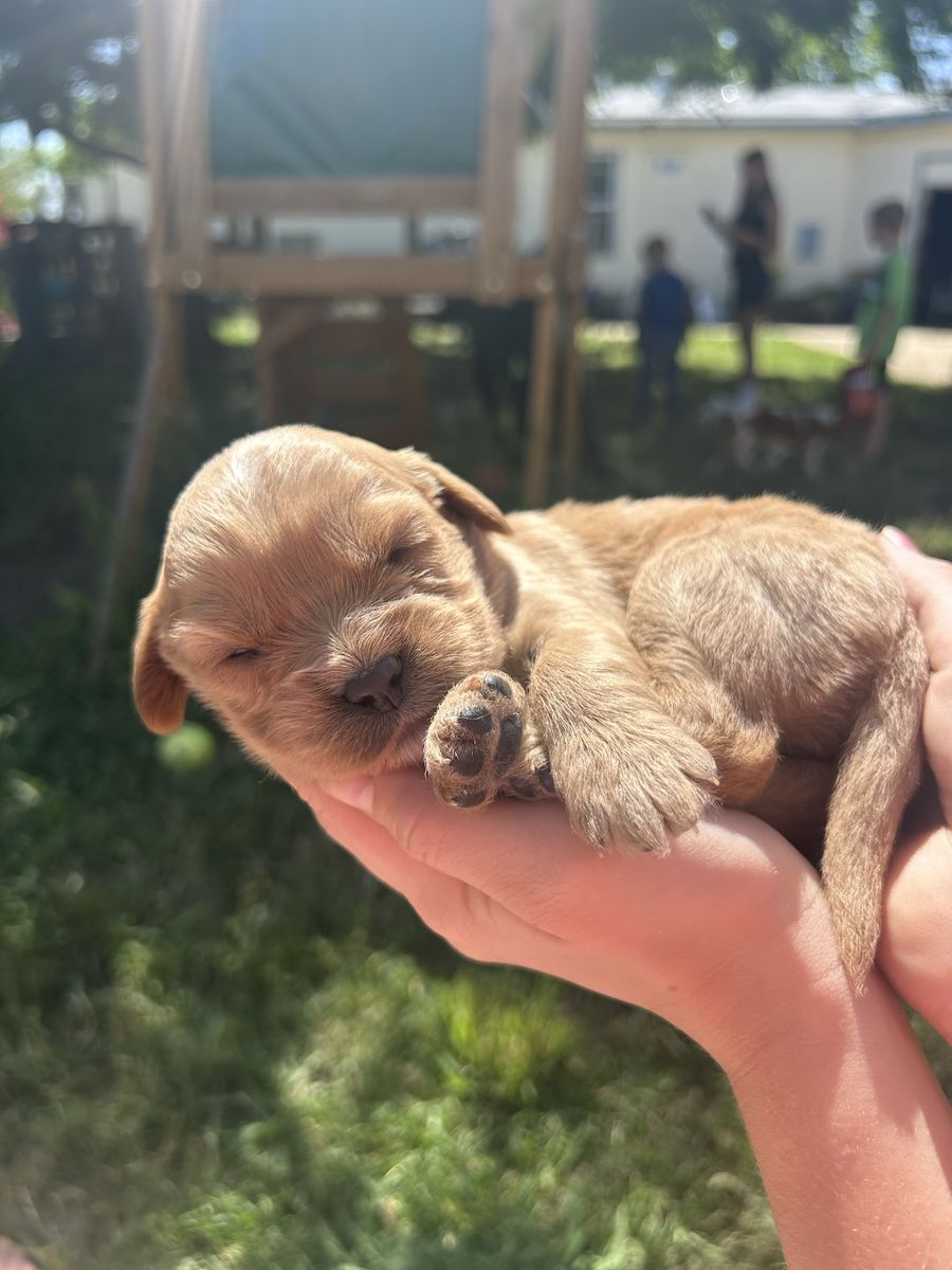 Mini Goldendoodles