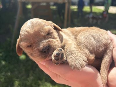 Mini Goldendoodles