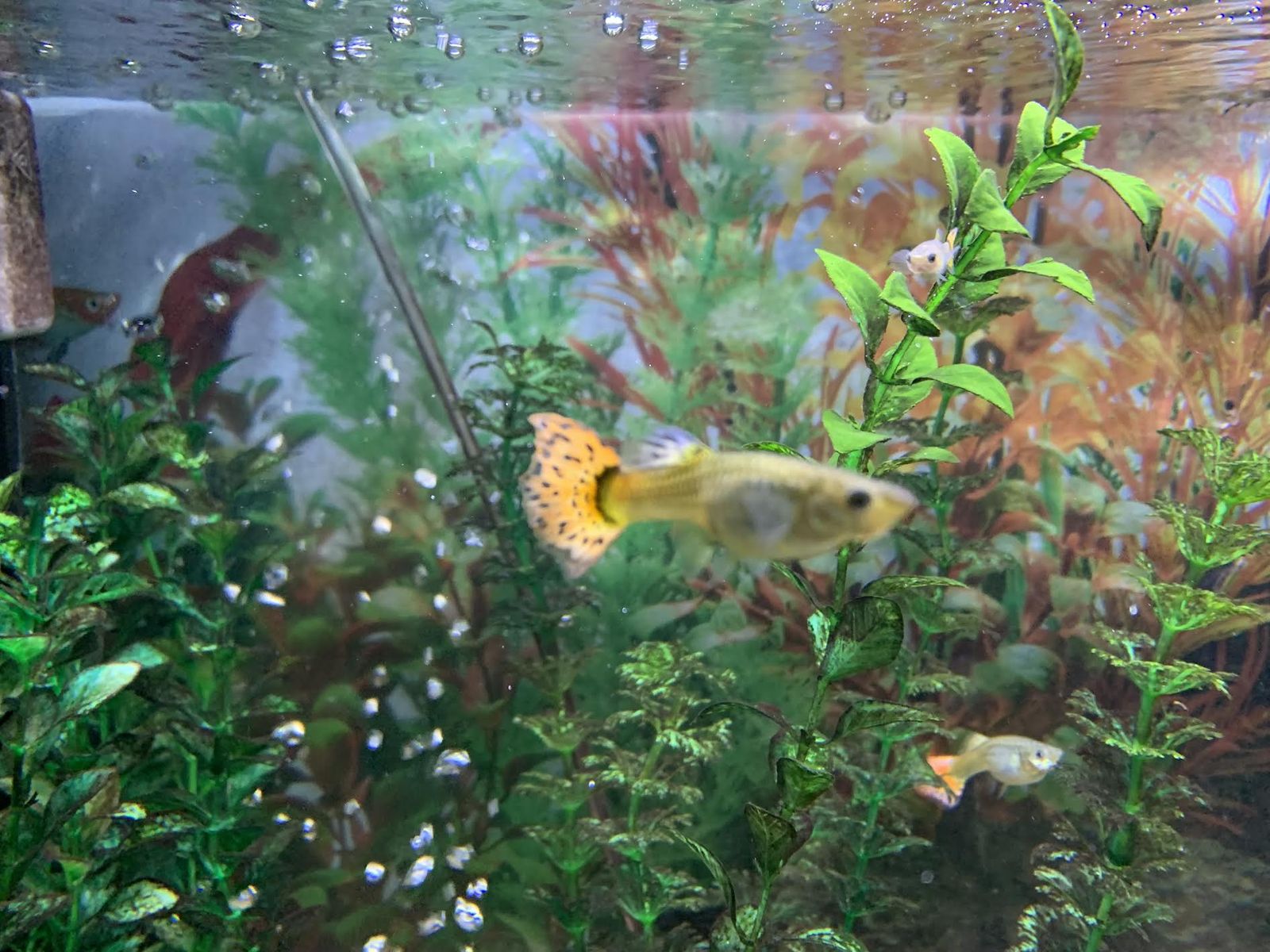 FREE guppies 