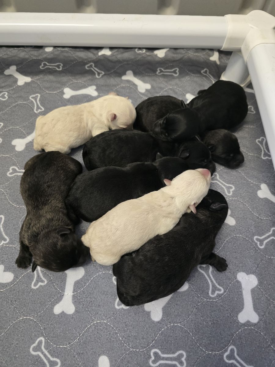 Scottish Terrier puppies