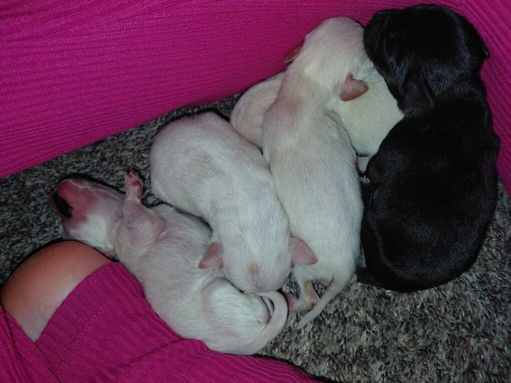 tea-cup chihuahua  puppies