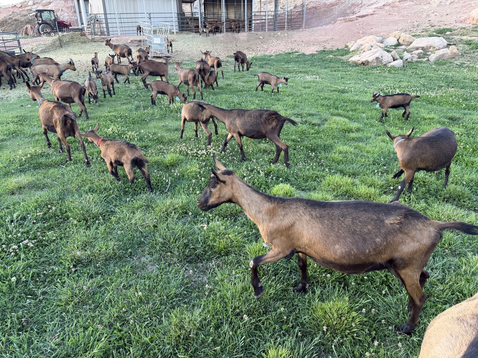 Oberhasli Milking goats and pack wethers