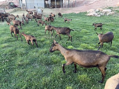 Oberhasli Milking goats and pack wethers