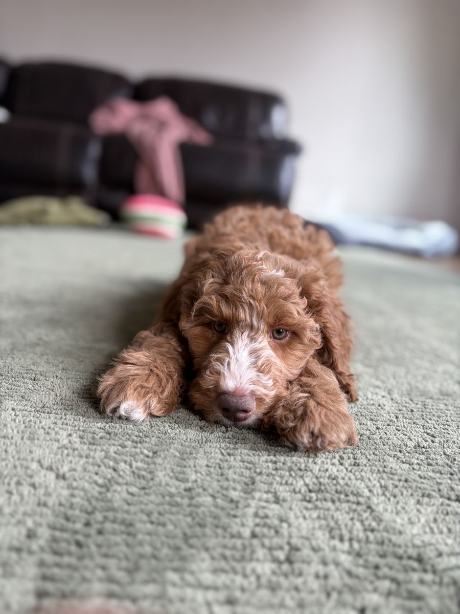 Irishdoodle Puppies