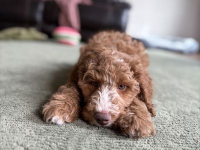 Irishdoodle Puppies