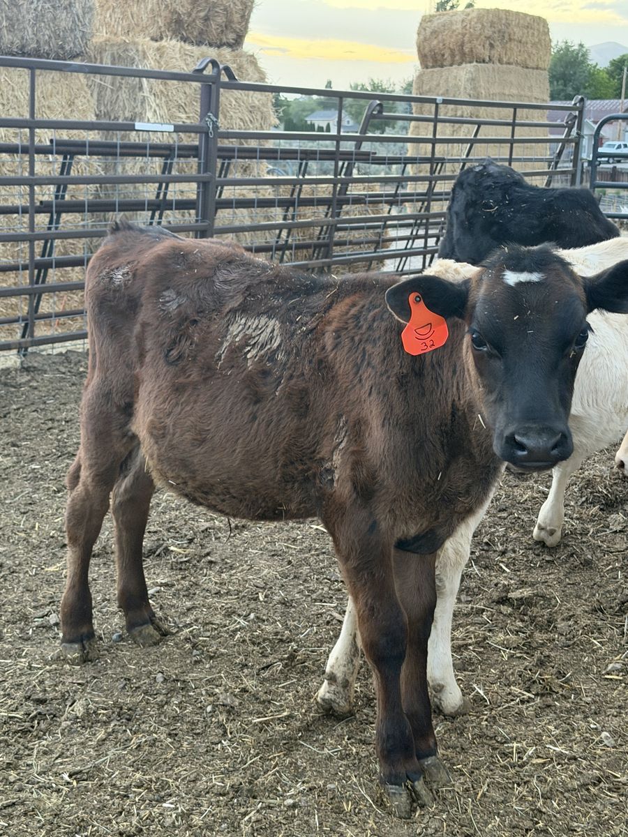 Beef/ Dairy Cross Calves
