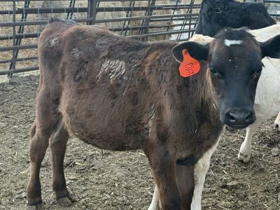 Beef/ Dairy Cross Calves