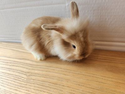Lion Head mix bunnies