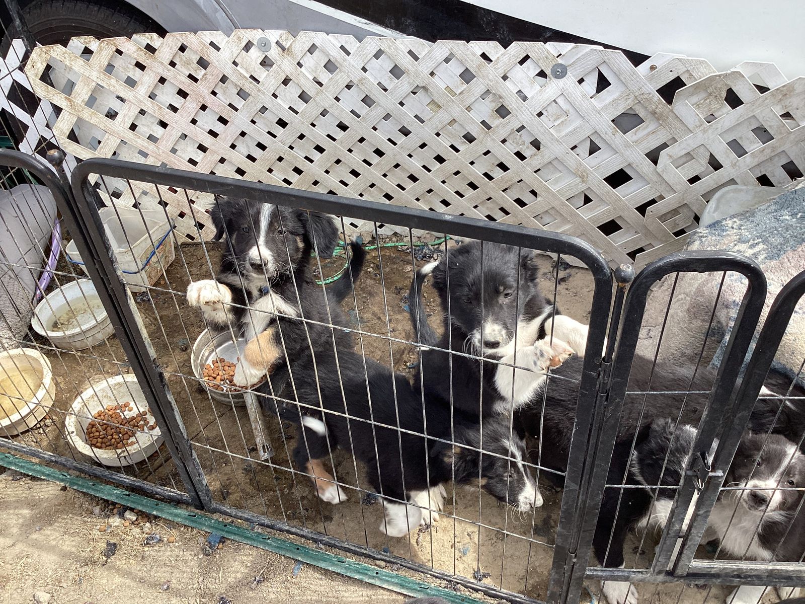 Border collie puppies 3 mails 2 femails