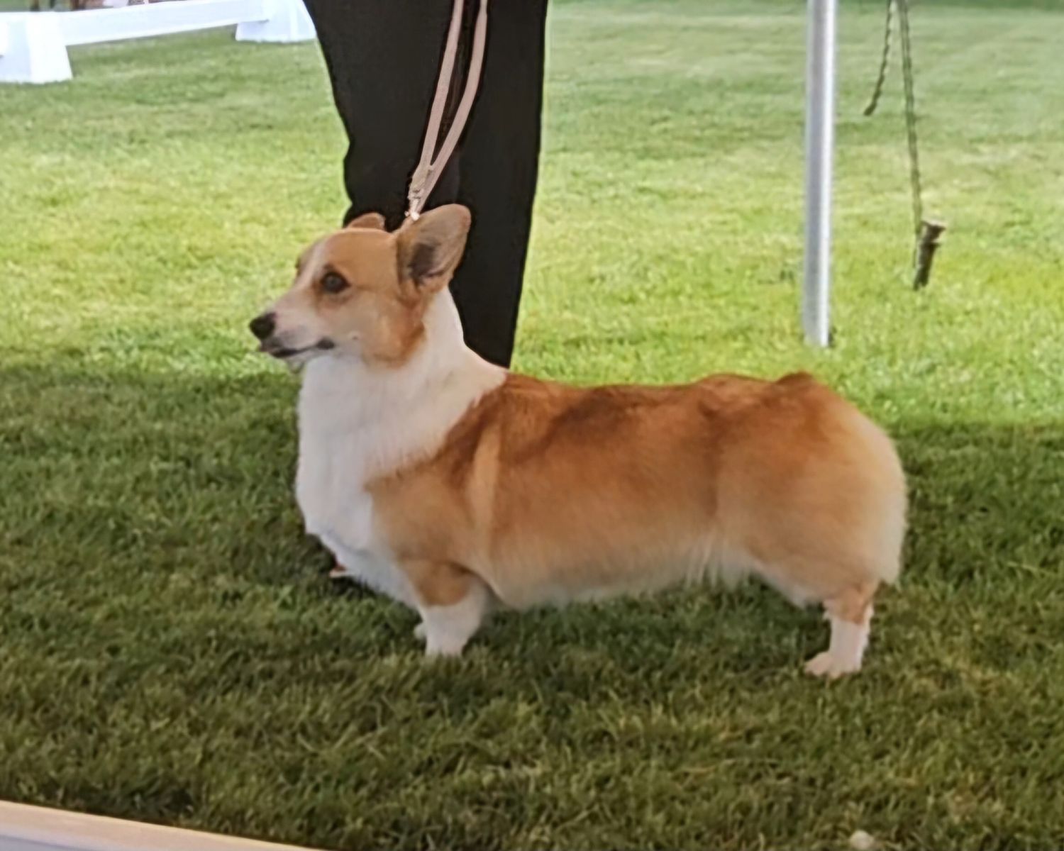 Retirement Home Needed for Cleo
