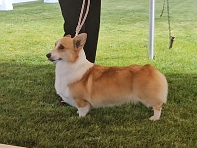 Retirement Home Needed for Cleo