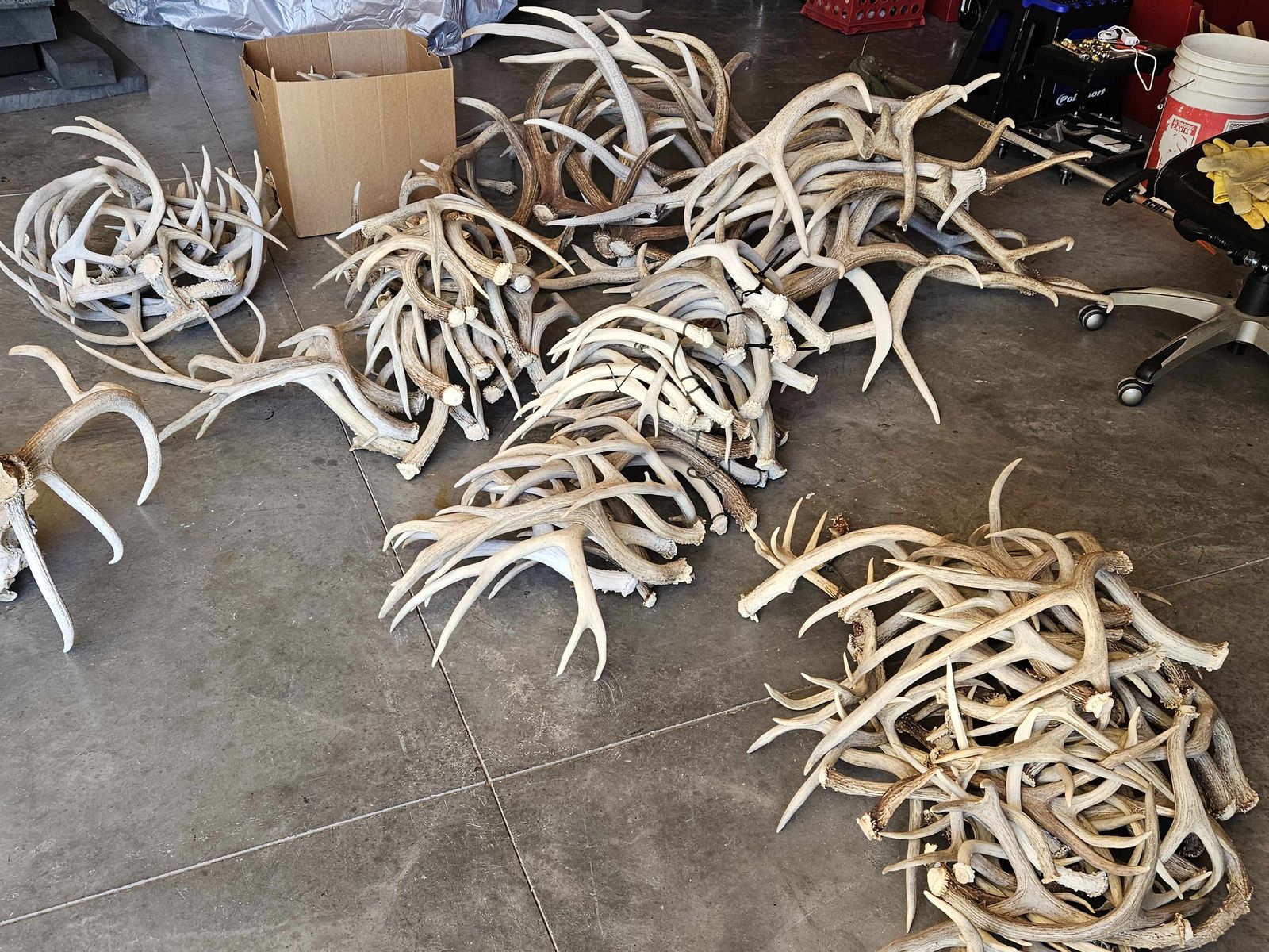 Elk & Deer shed antlers for sale