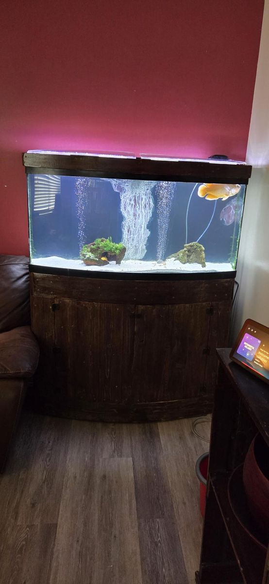 75 gallon bowfront aquarium with custom stand and fish