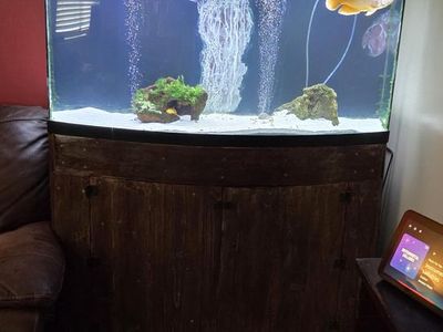 75 gallon bowfront aquarium with custom stand and fish