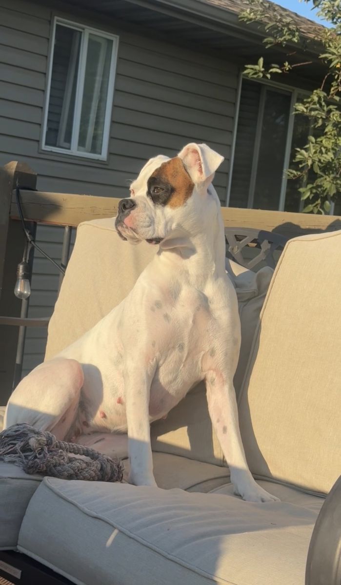 Looking for Boxer Stud