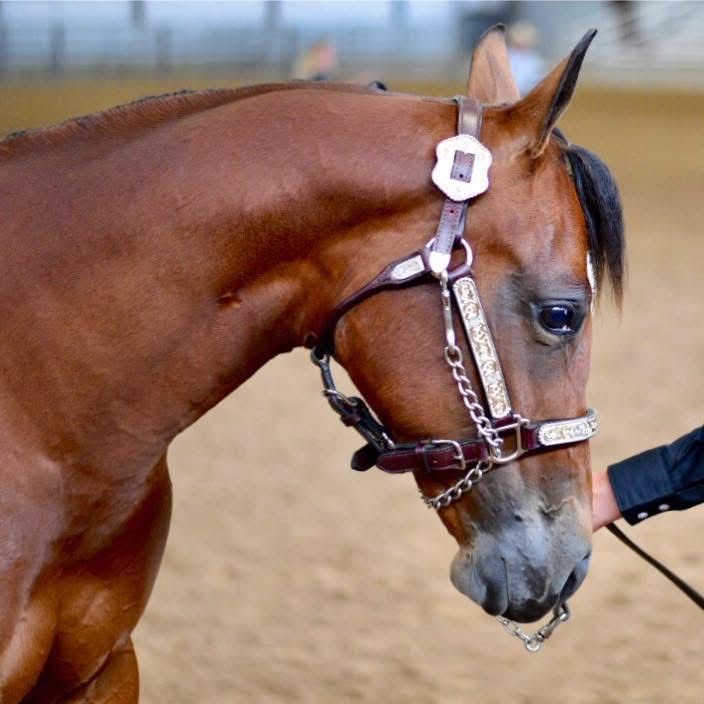 2018 APHA Mare