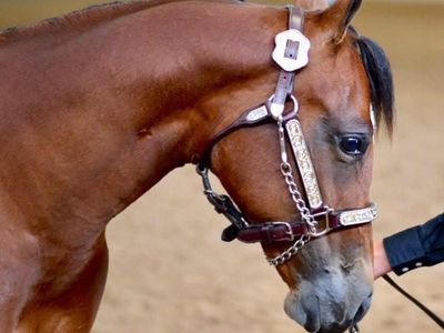 2018 APHA Mare